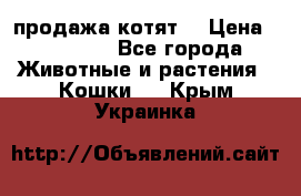 продажа котят  › Цена ­ 15 000 - Все города Животные и растения » Кошки   . Крым,Украинка